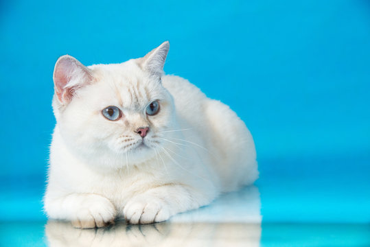 Pointed British Shorthair Cat With Blue Eyes Lying On Blue Studio Background