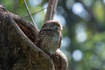 Spotted owlet is a small owl
