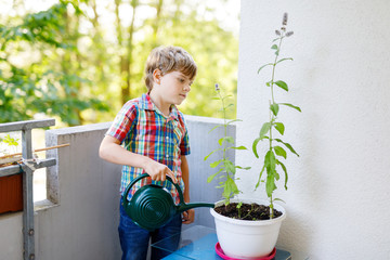Active little preschool kid boy watering plants with water can at home on balcony