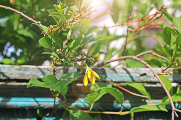 Flowering bush in the summer