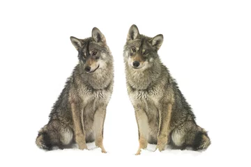 Deurstickers two gray wolf © fotomaster