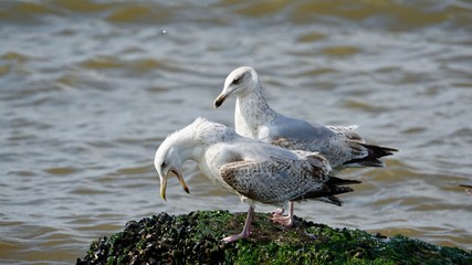 Lachende Möwe, Möwe mit weit geöffneten Schnabel