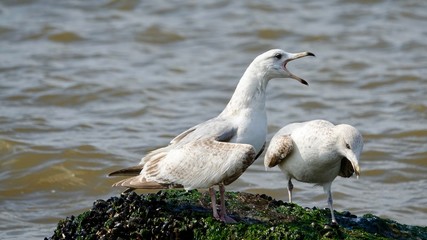Lachende Möwe, Möwe mit weit geöffneten Schnabel