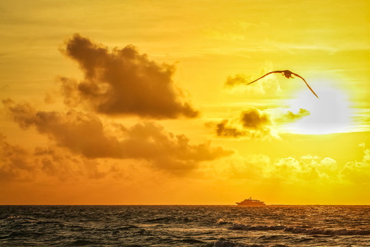 Fototapeta gaviota volando al amanecer mientras un yate navega en el horizonte
