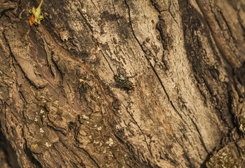 one fly insect sitting on a tree