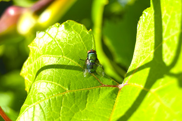 Dung fly