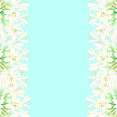 Snow White Agapanthus Border - Lily of the Nile, African Lily