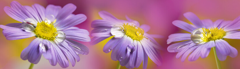 flower with rain drops - a macro photography