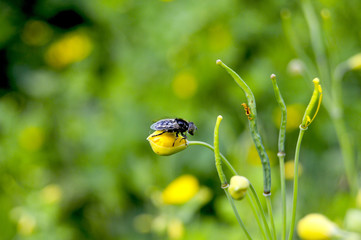 Little fly on the flower
