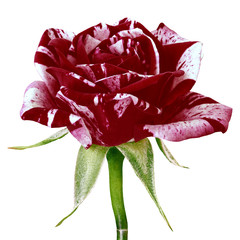 A maroon white rose flower isolated on a white background. Close-up. Flower bud on a green stem...