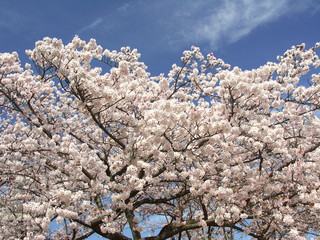 青空と櫻