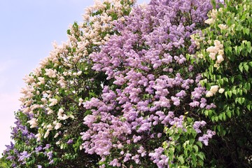 Lilacs garden in Moscow. Blooming lilac trees. Color photo.