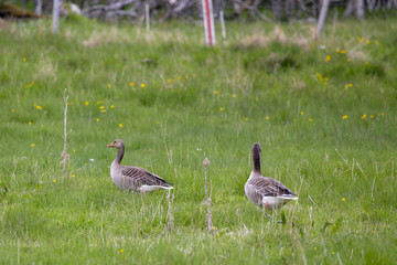 Fototapeta premium Greylag goose in Northern Norway