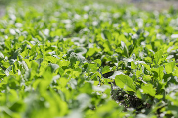 Green, young rucola on the bed. Organic leaf vegetable gardening. Arugula plant. Arugula growing in the garden