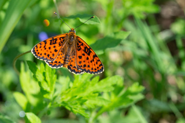 Farfalla arancione e nera sull'erba