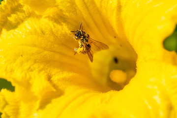 Fiore di zucca con ape impollinata