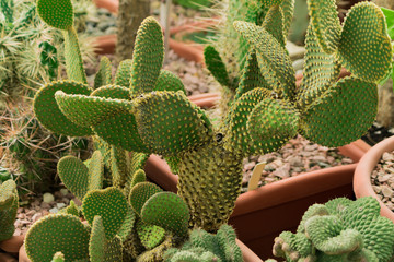 Opuntia cactus in flower pot , natural background