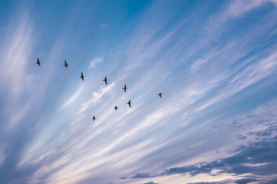 birds flying in the shape of v on the cloudy sunset sky. 