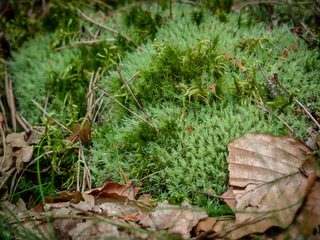 A cluster of moss among the leaves