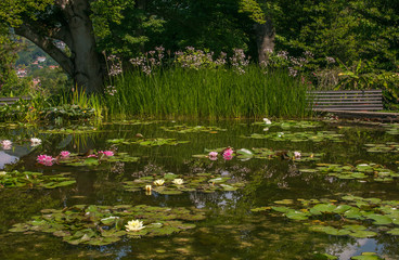 Laghetto con fiori di loto