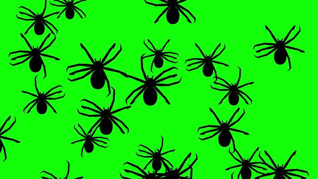 Invasion of hordes of spiders. Crowd of creepy arthropods runs on green chroma key, black silhouettes fill the screen and turn into a black backdrop, 3D animation.