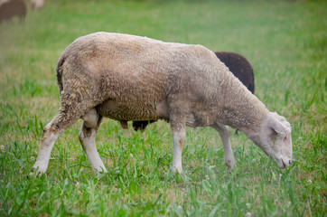 Obraz na płótnie Canvas Owca na łące