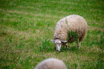 Owca na wypasie © Krzysztof