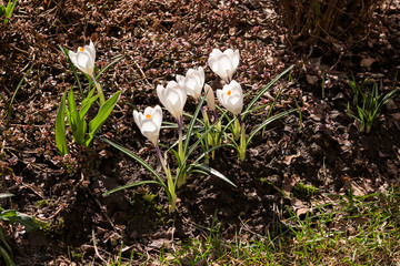A few white snowdrops on the flowerbed
