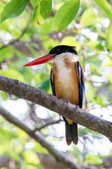 black-capped kingfisher is a tree kingfisher which is widely distributed in tropical Asia.