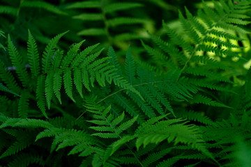 Fototapeta na wymiar Green Ferns