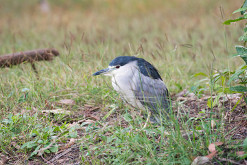 Naklejka premium Black-crowned Night Heron or Black-capped Night Heron