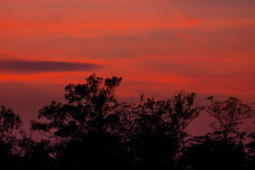 Silhouette of tree with beautiful sunset background
