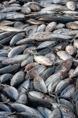 Fishery, Skipjack tuna catch