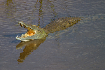 Nile Crocodile (Crocodylus niloticus)