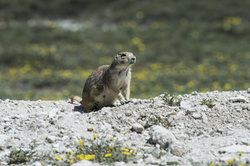 Perrito de la Pradera