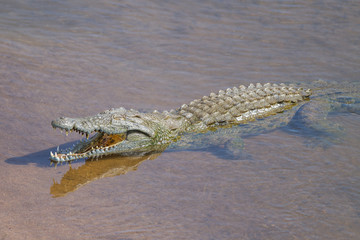 Naklejka premium Nile Crocodile (Crocodylus niloticus)