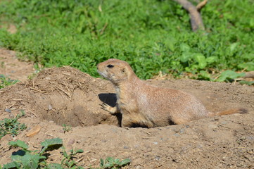A prairie dog