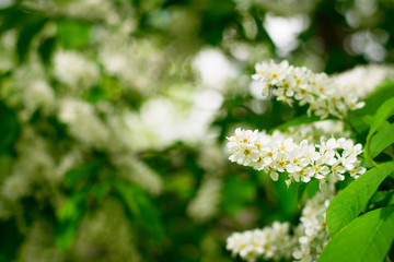 White cherry blossoms