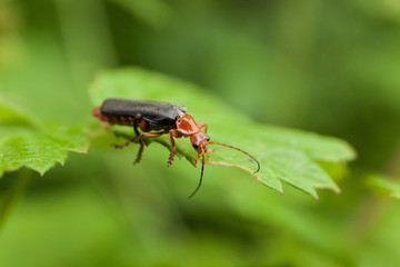 Red bug on blade grass, animal armor beetle. Firefly insect.