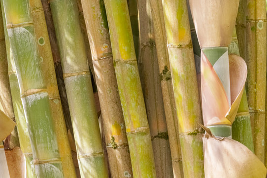 touffe bambous