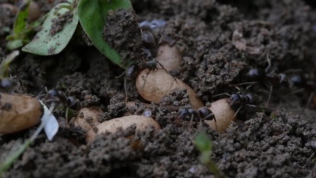 Black ant (Lasius niger) with larva, extreme close up