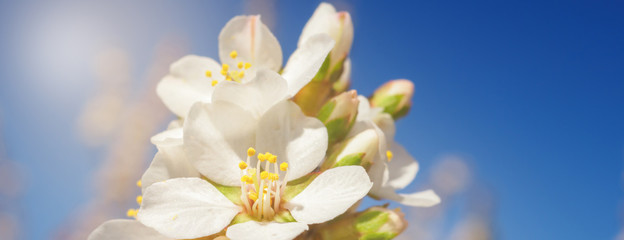 Cherry flowers blossom oriental white against  background  blue sky with sunshine beams  macro shot.