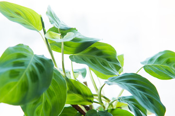 Spring nature background. Green nature with copy space using as background or wallpaper. Closeup nature view of green leaf in garden. Natural green plants landscape using as a background or wallpaper.