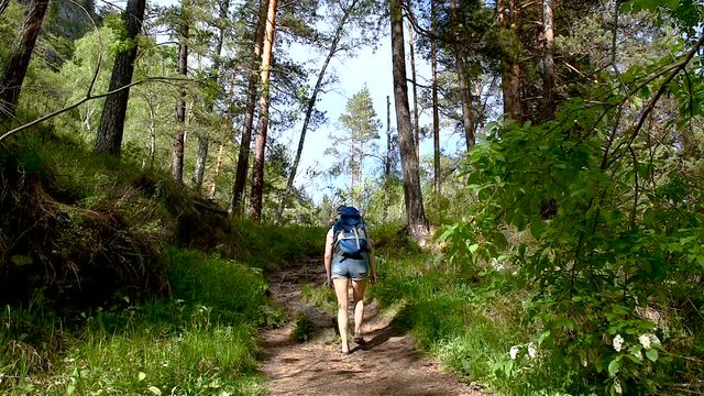 A girl with a backpack walks through the forest among the pines. Clear sky. The sun is shining, summer.
