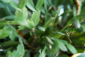 Spring nature background. Green nature with copy space using as background or wallpaper. Closeup nature view of green leaf in garden. Natural green plants landscape using as a background or wallpaper.