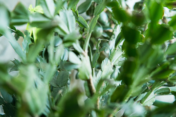 Spring nature background. Green nature with copy space using as background or wallpaper. Closeup nature view of green leaf in garden. Natural green plants landscape using as a background or wallpaper.