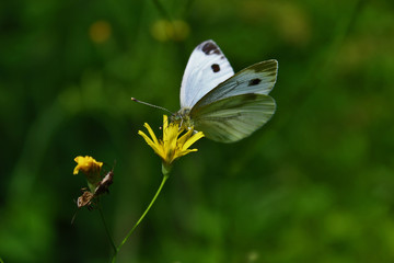 White butterfly in the woods