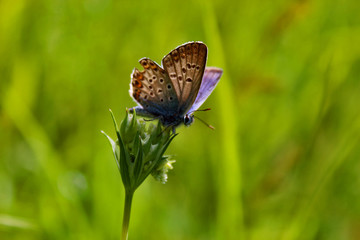 Butterfly in the woods