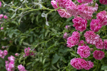 Obraz premium Simple photo background pattern of shrubs of rose