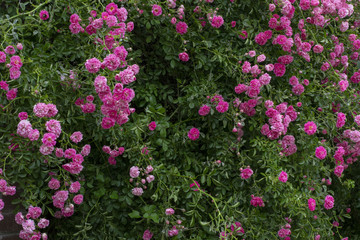 Simple photo background pattern of shrubs of rose